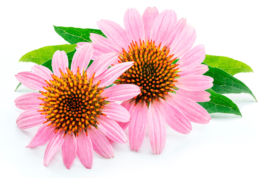 echinacea purpurea angustifolia